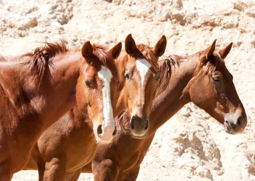 Overig, Paarden