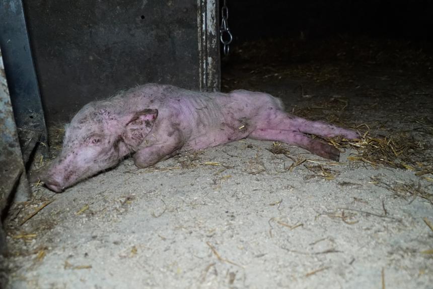 Beter Leven-keurmerk promoot dierenuitbuiting
