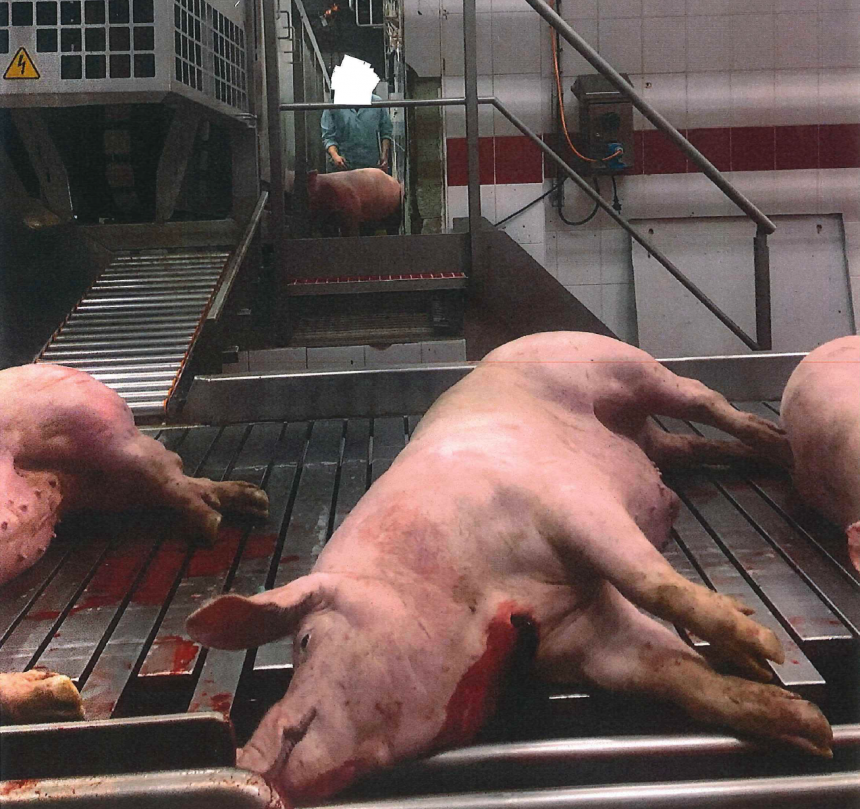 Dossier misstanden in Vlaamse slachthuizen