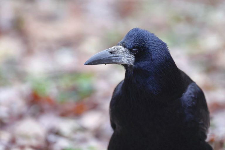 Animal Rights komt op voor roeken in het noorden – ontheffing in zowel Drenthe als Groningen de prullenbak in!