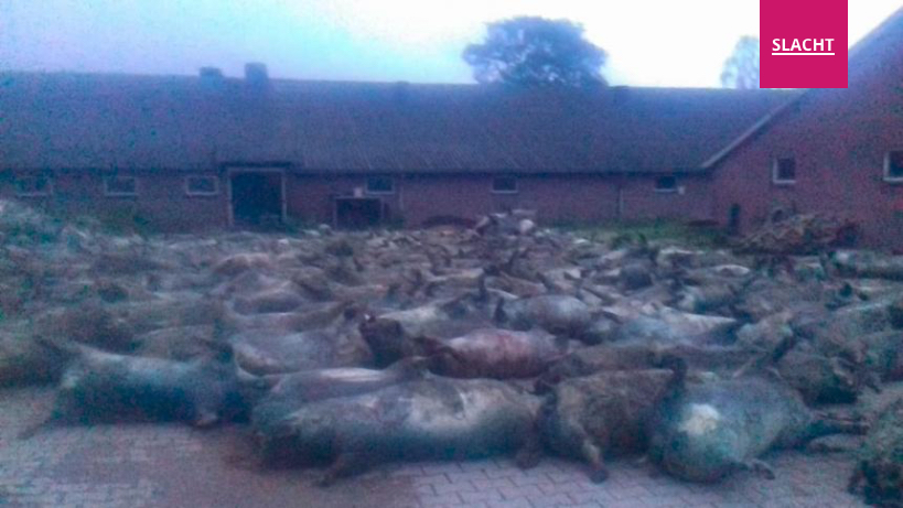 ANIMAL RIGHTS WIL, VIA ARTIKEL 12, 5 GESEPONEERDE HITTESTRESS-VERSTIKKINGSZAKEN ALSNOG VOOR DE RECHTER BRENGEN