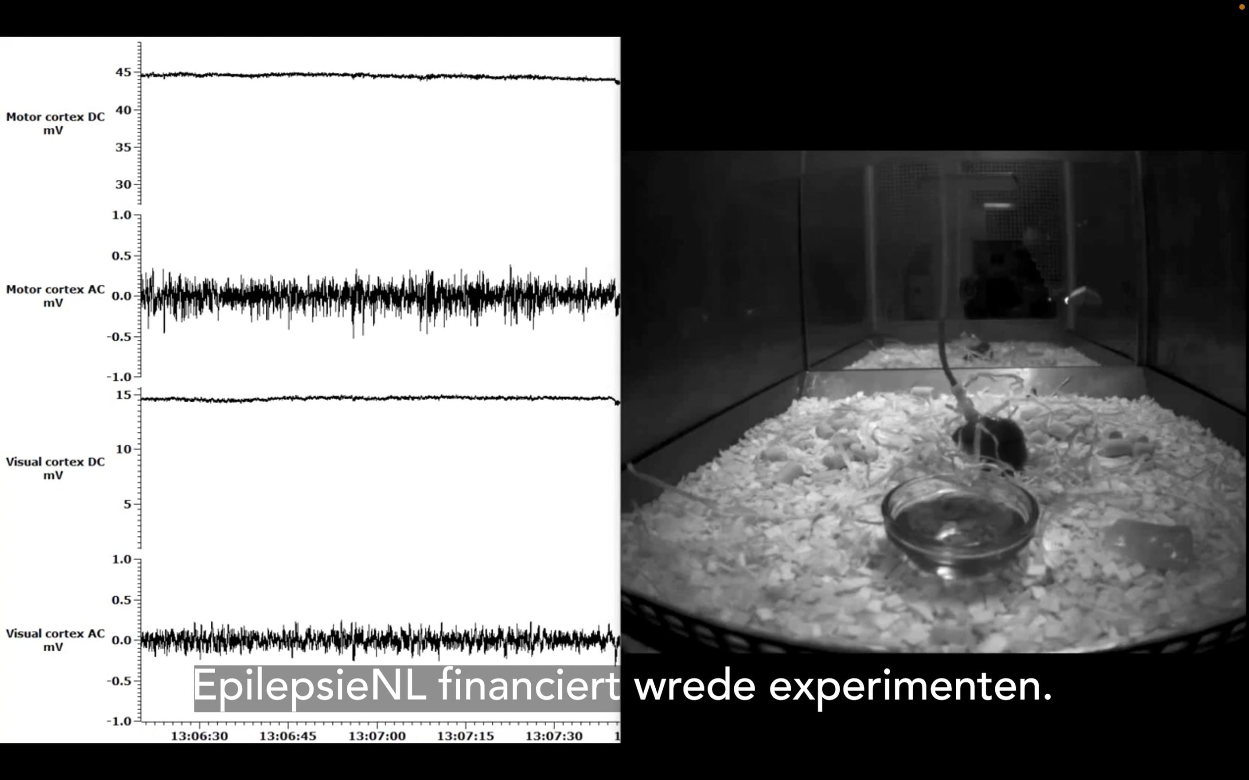 Epilepsiefonds laat proefdieren creperen