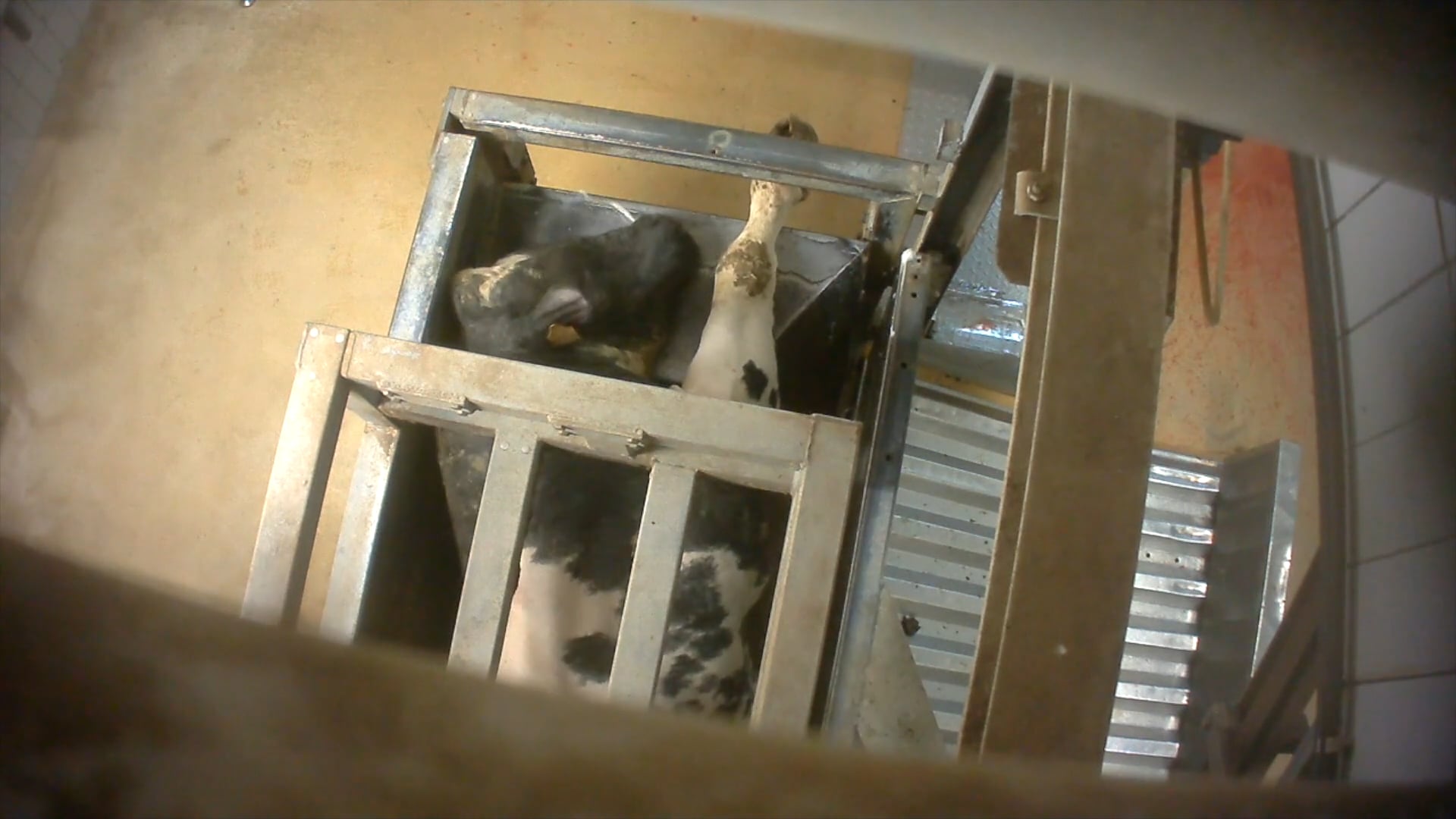 Animal Rights naar Hof van Cassatie voor horrorslachthuis Izegem