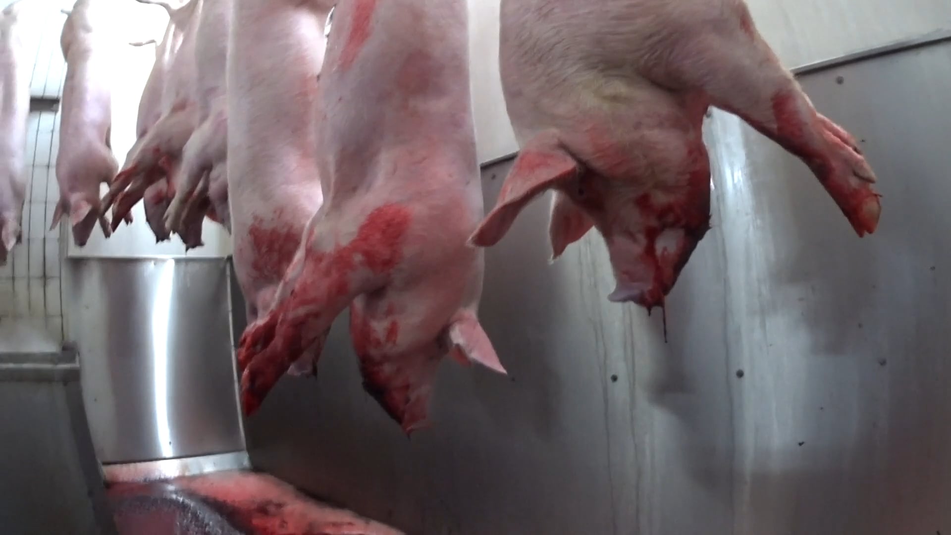 Zeven jaar na Tielt: varkens lijden nog steeds in Vlaamse slachthuizen