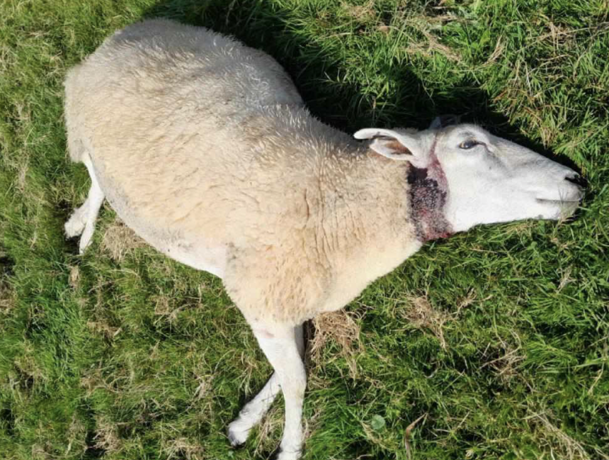 Wolvenschade in Utrecht: opnieuw 100% onbeschermde dieren