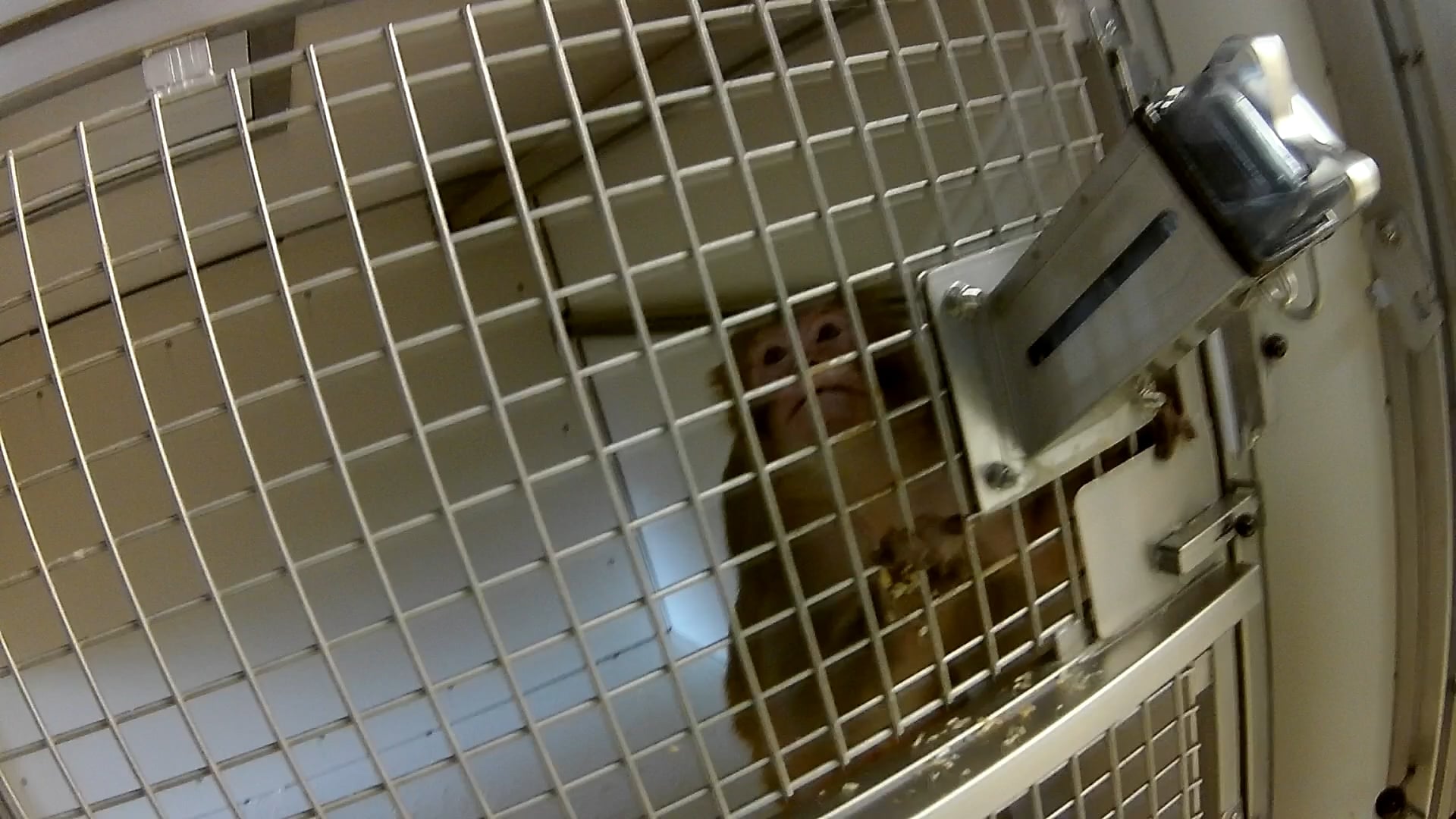 Dierenrechtenorganisaties publiceren nieuwe beelden uit Duits laboratorium