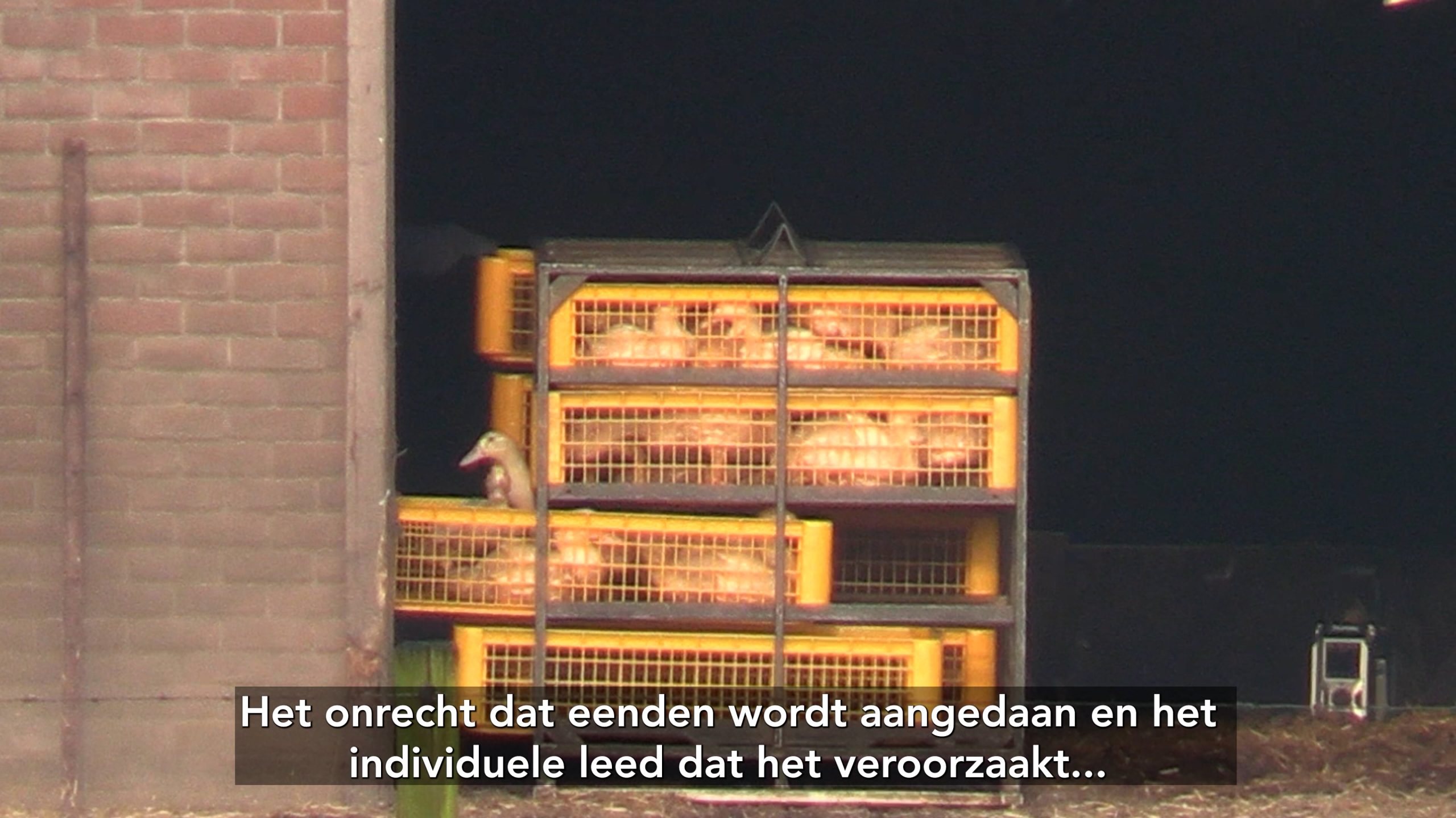 Zwemwater eisen voor eendjes is een ondoordachte oproep van Wakker Dier