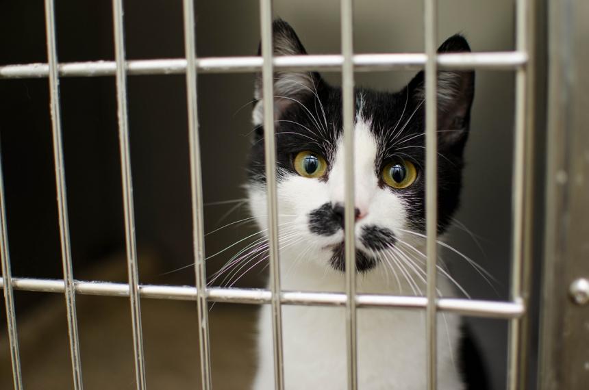 Duizenden dieren opgeofferd voor kattenvaccins – Animal Rights gaat naar de rechter