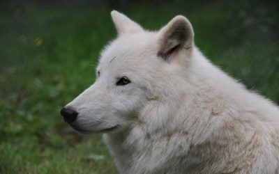 Witte wolf met Animal Rights-logo, gras op de achtergrond