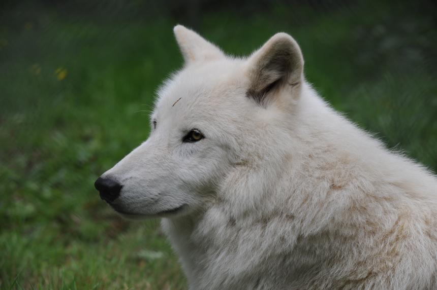 Witte wolf met Animal Rights-logo Witte wolf met Animal Rights-logo, gras op de achtergrond