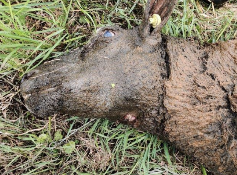 Bezwaar: 38 wolfaanvallen op onbeschermde schapen met ongeveer 250 slachtoffers en de NVWA geeft slechts een waarschuwing