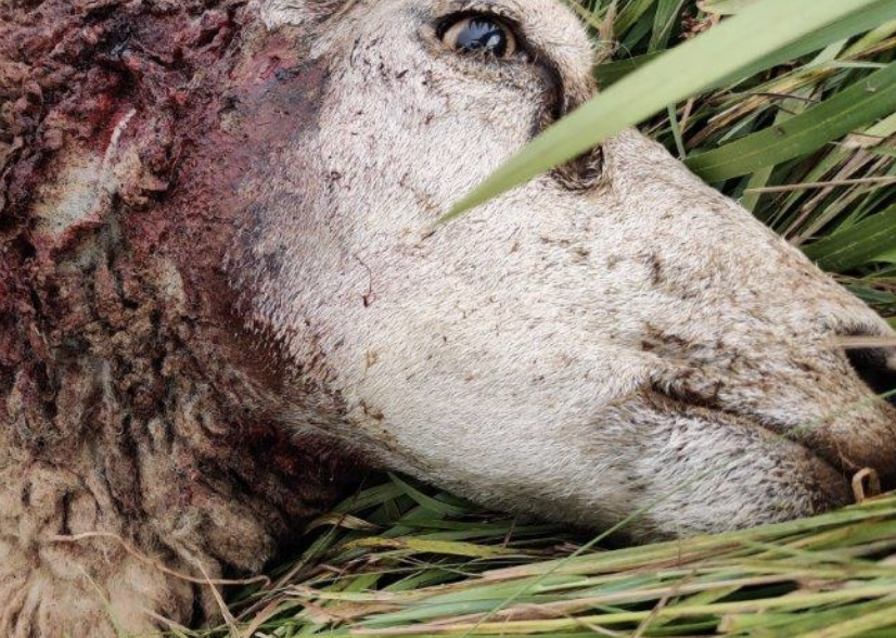 ANIMAL RIGHTS WIL NVWA OPTREDEN TEGEN VEEHOUDER MET TIENTALLEN WOLFAANVALLEN OP ONBESCHERMDE SCHAPEN