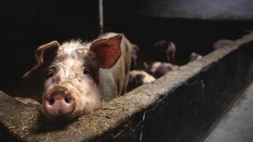 Absurde dierproef: varkens vermoord voor propere waterleidingen