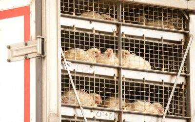 kippen in opgestapelde kratten in een vrachtwagen