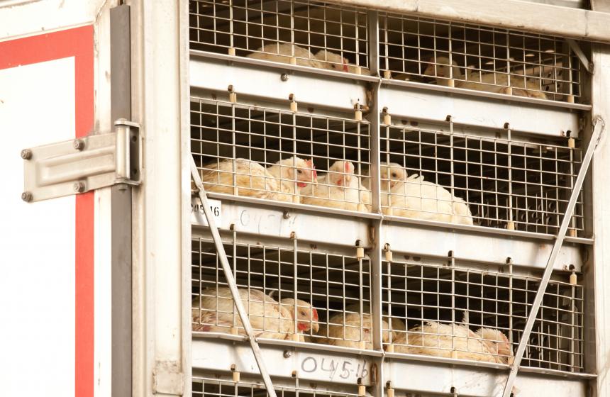 TRIPLE-B OP LANDBOUW EN DE POSITION PAPER VAN ANIMAL RIGHTS WIJZIGING WET DIEREN