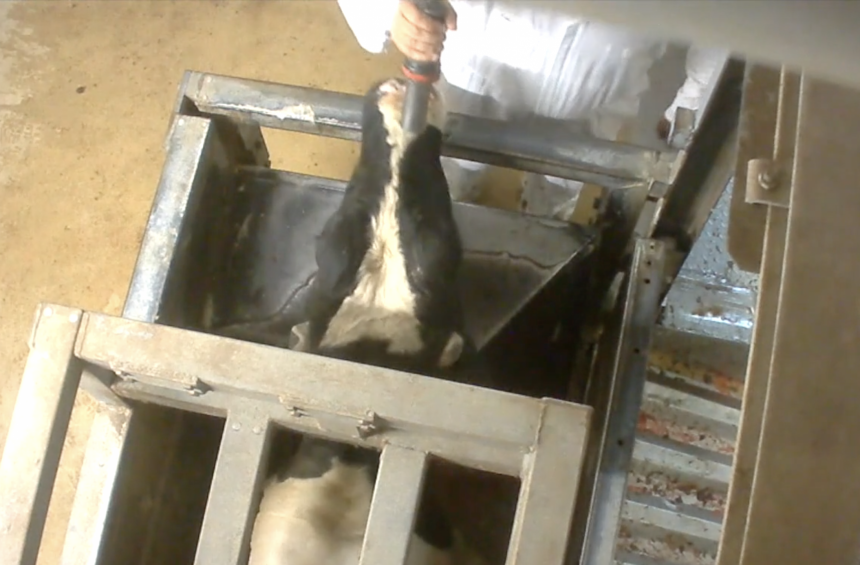 Animal Rights roept politiek op tot wetswijziging
