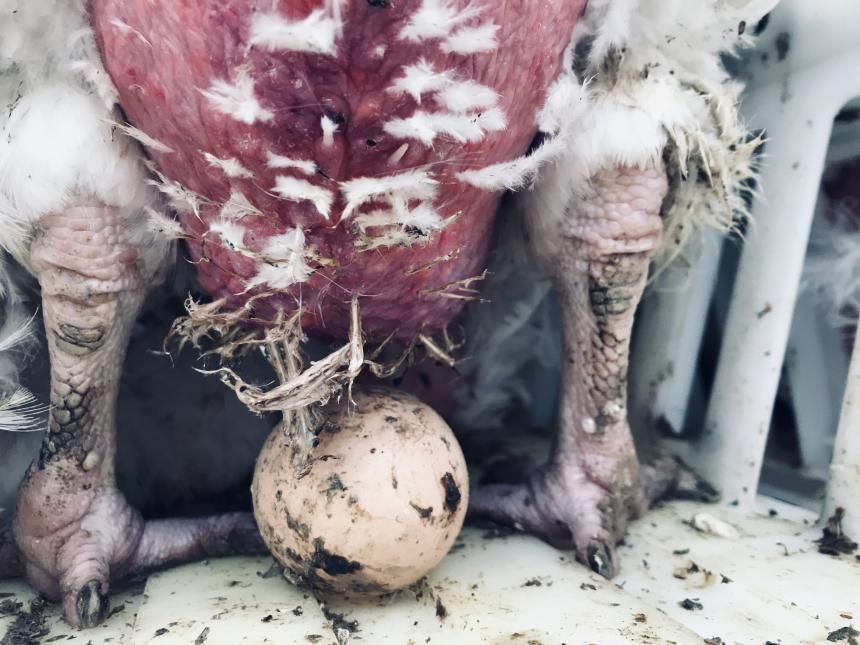 WORLD EGG DAY: 5 REDENEN OM GEEN EIEREN MEER TE ETEN