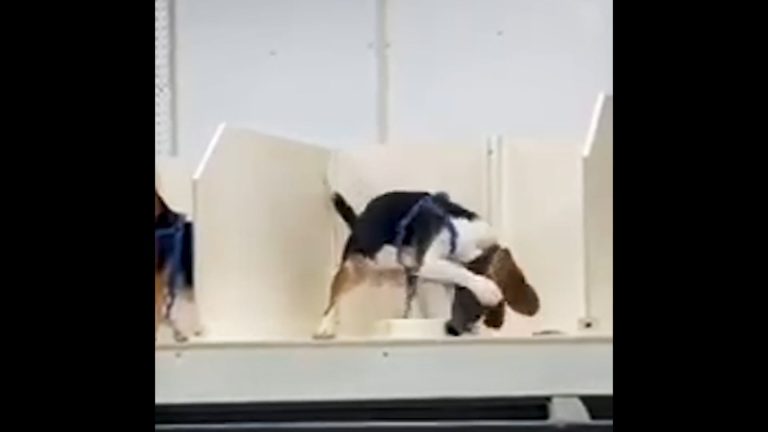 HARTVERSCHEURENDE BEELDEN ONTHULLEN LOT VAN BEAGLES IN TOXICITEITSTESTEN