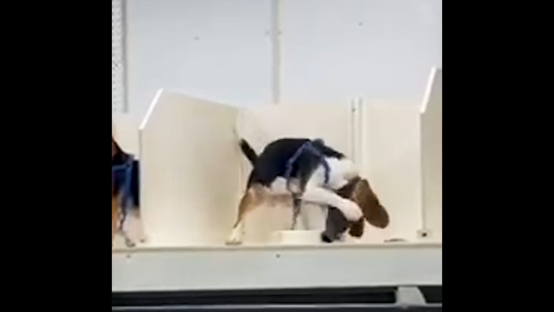 HARTVERSCHEURENDE BEELDEN ONTHULLEN LOT VAN BEAGLES IN TOXICITEITSTESTEN