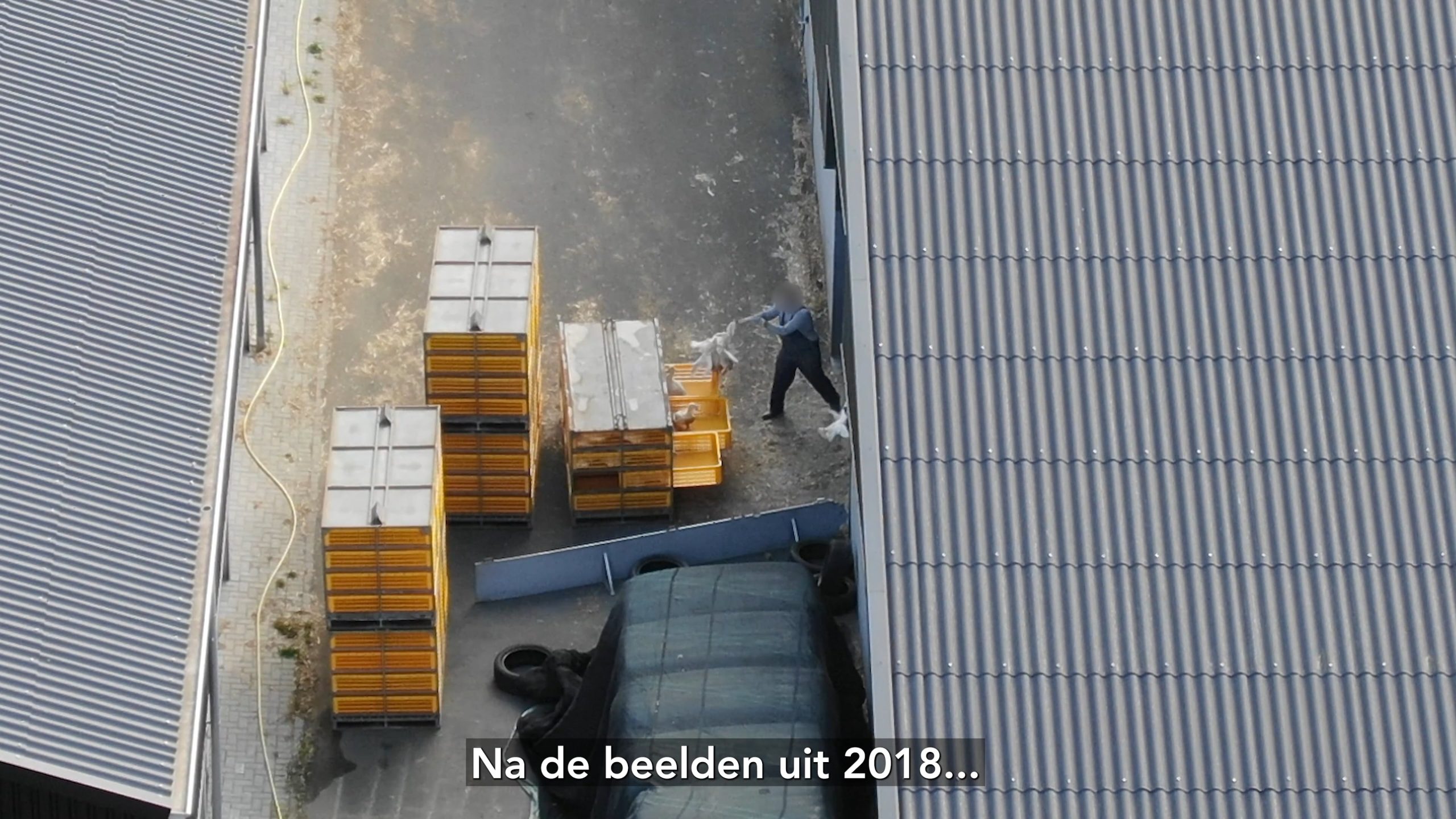 HANDHAVINGSVERZOEK: WAAROM HET VANGEN VAN EENDEN BIJ DE NEK VERBODEN ZOU MOETEN ZIJN