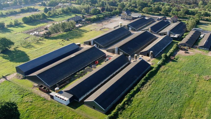 DE ECONOMISCHE DELICTEN VAN EENDENSLACHTER TOMASSEN DUCK-TO