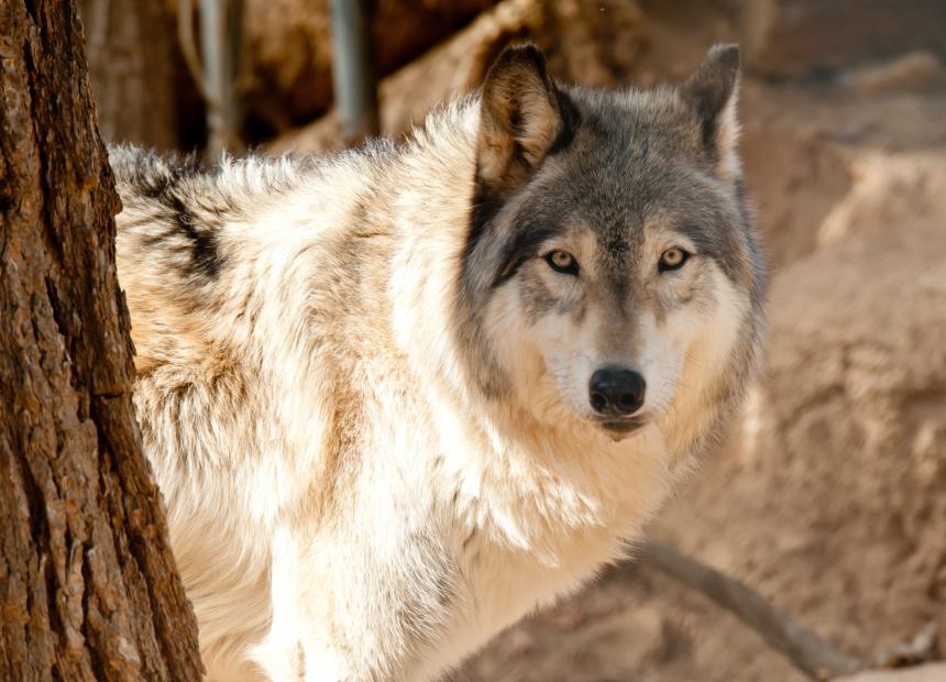 De kroniek van een aangekondigde wolf