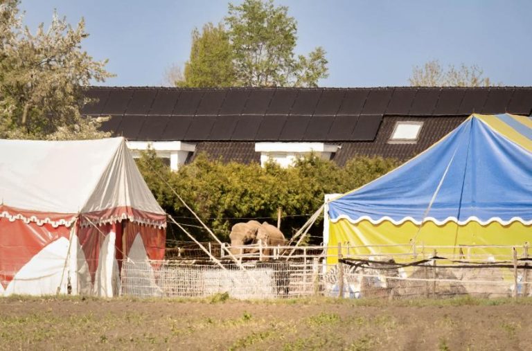 Update: Animal Rights en Bite Back voor Buba (en Smiley), tegen de NVWA