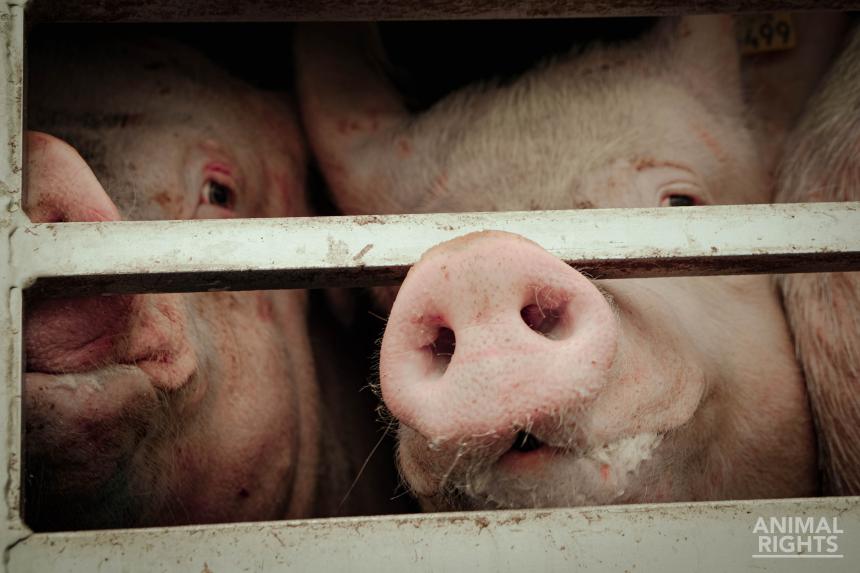 DE STRIJD VAN ANIMAL RIGHTS IN 2024 VOOR DIEREN IN DE VEE-INDUSTRIE