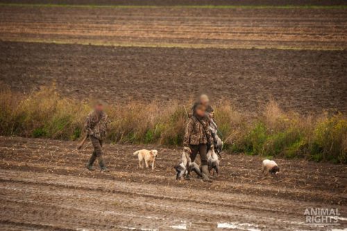 Drie jagers en twee honden lopen door een veld. Eén jager heeft in beide handen meerdere geschoten ganzen bij de nek vast.