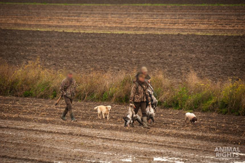 Drie jagers en twee honden lopen door een veld. Eén jager heeft in beide handen meerdere geschoten ganzen bij de nek vast.