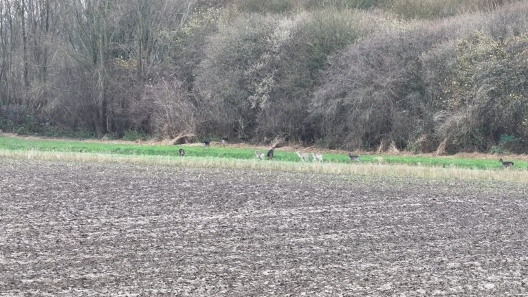 Beroep tegen uitroeiing damherten Hoeksche Waard