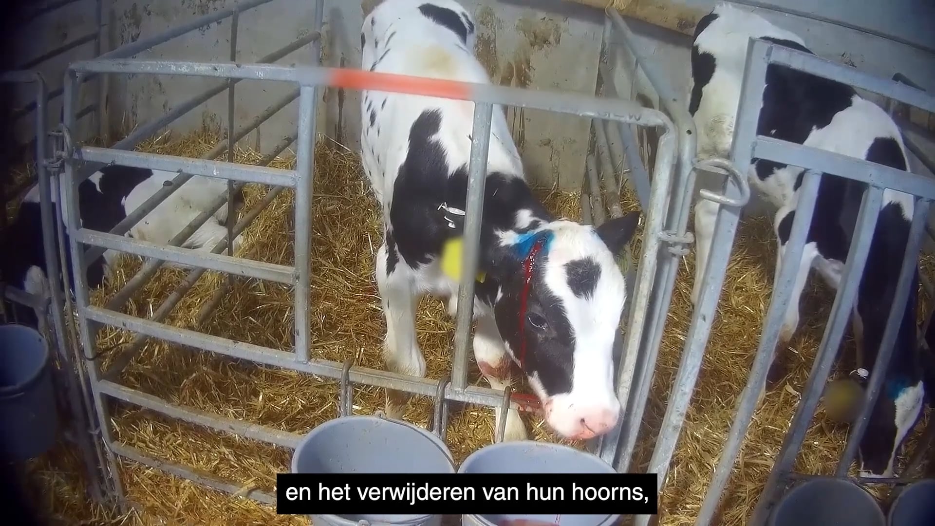 Nieuwe Engelse undercoverbeelden gelinkt aan zuivelproducent Arla