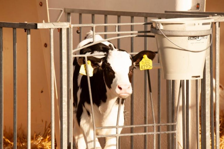Gaat kweekvlees de vee-industrie beëindigen?