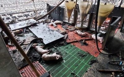 Dierenlijken en een ingestorte stal na een brand