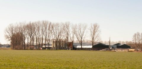 Een van de stallencomplexen van Straathof, vanaf een afstand gefotografeerd