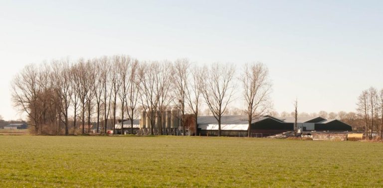 Varkenshouder straathof heeft een beroepsverbod in Duitsland, maar mag in Nederland gewoon zijn gang gaan