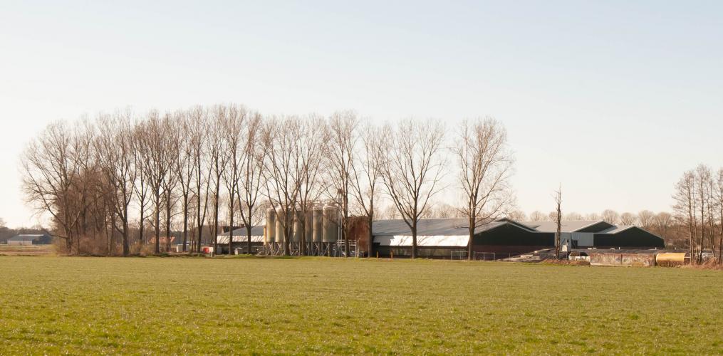 Varkenshouder straathof heeft een beroepsverbod in Duitsland, maar mag in Nederland gewoon zijn gang gaan