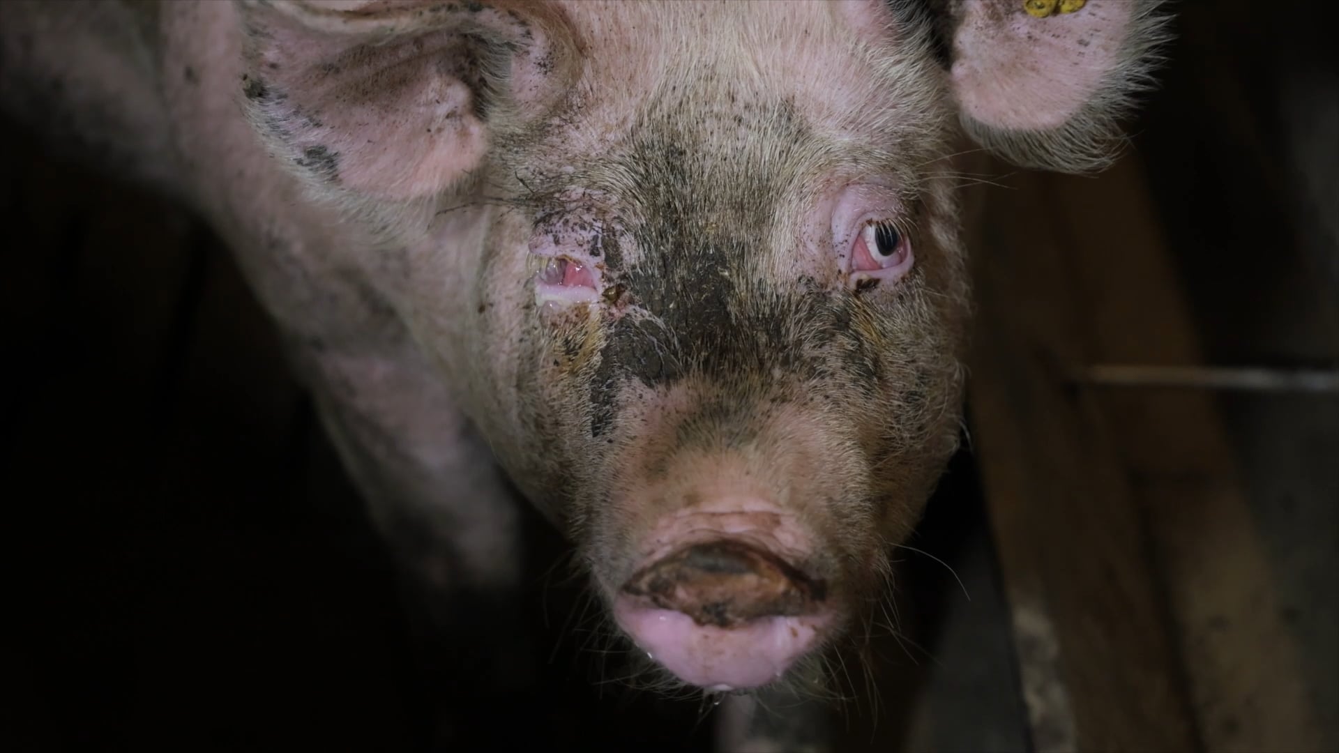 Reacties op undercoverbeelden voor Food for Profit