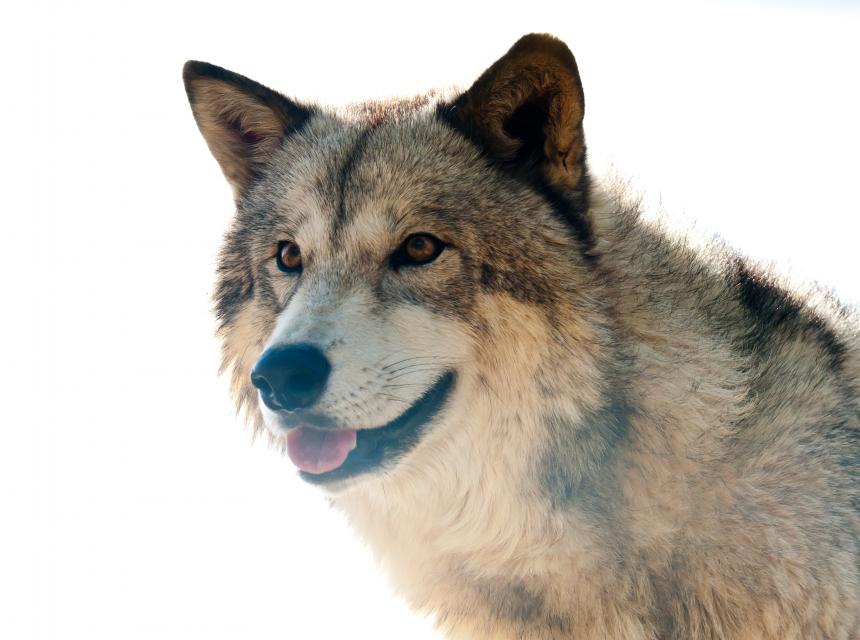 2025 Jacht Rechtszaak Wolf Veluwe NL