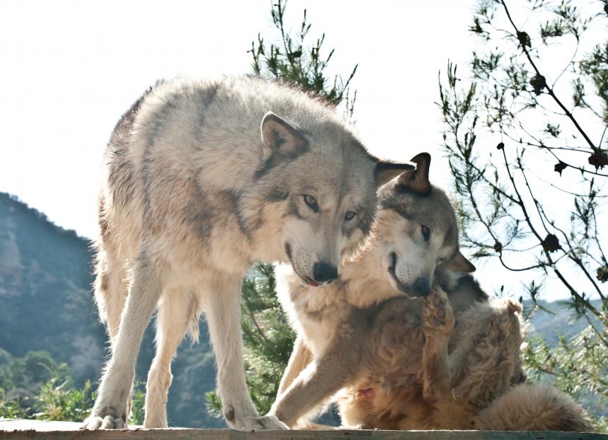 2025 Jacht Wolf NL
