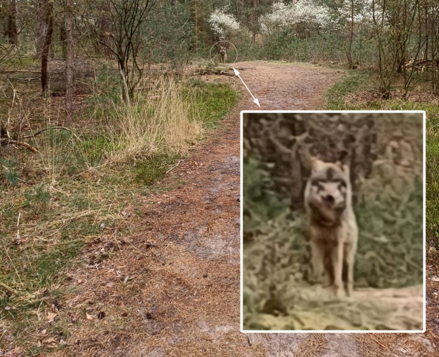 2025 Jacht Wolf Veluwe NL