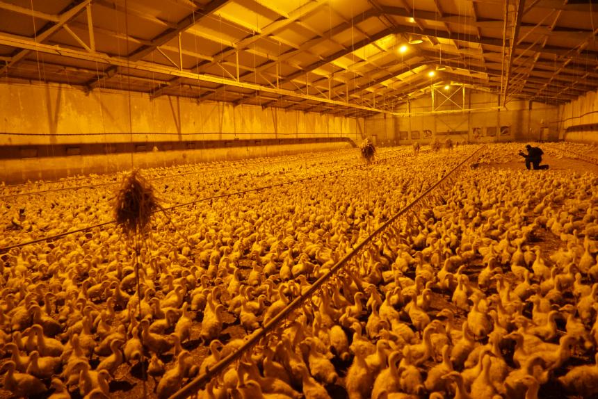 De dierenactivist als ‘social watchdog’