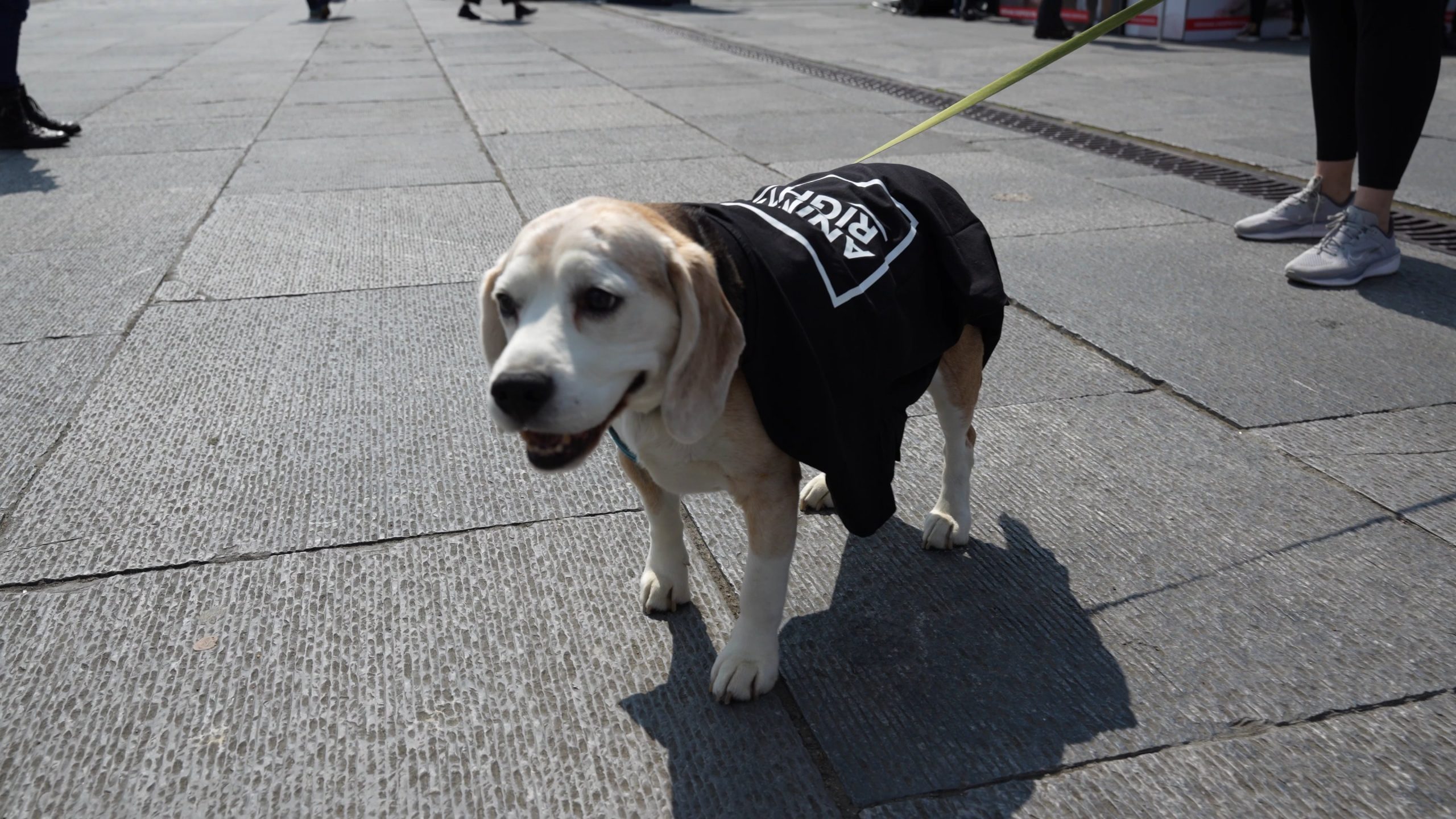 Stop dierproeven! Mars op Wereldproefdierendag 2025