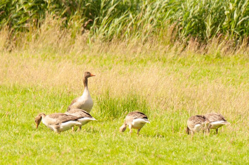 Nederlands ganzenbeleid is failliet maar Friesland wil doorknallen