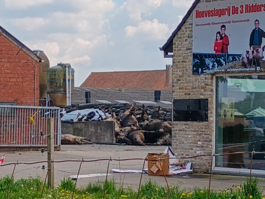Animal Rights toont aangrijpende beelden na stalbrand in Alveringem
