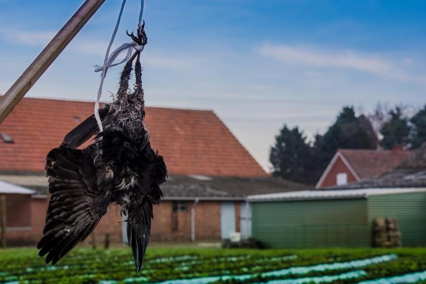 Zwarte kraai als zondebok voor neergang weidevogels: Zuid-Holland