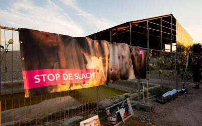 Bij de afgebrande Knorhof. Aan de hekken hangen bloemen en een spandoek van Animal Rights. Op het spandoek is een varken afgebeeld, met daaronder de tekst "Stop de slacht!"