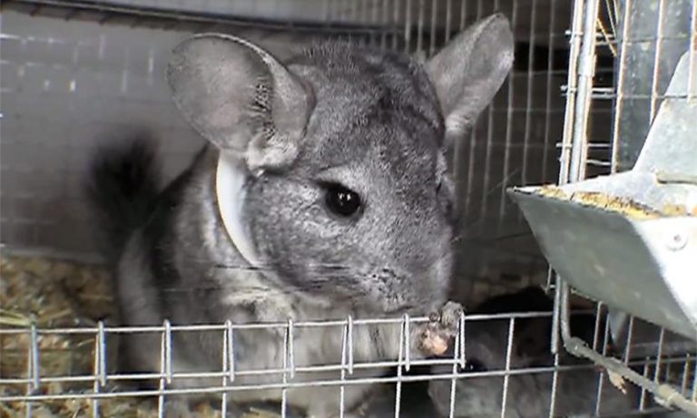 Chinchilla’s