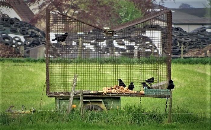 Vangkooien Een vangkooi met diverse kraaiachtigen er in