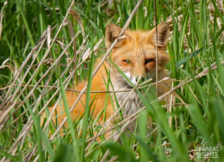 Vossen afschieten helpt weidevogels ook in Utrecht niet
